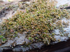 Frullania dilatata