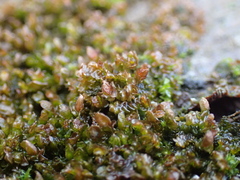 Frullania dilatata