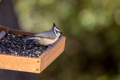 Baeolophus wollweberi