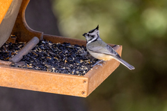 Baeolophus wollweberi