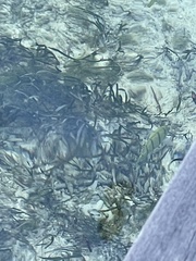 Acanthurus triostegus