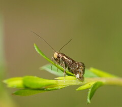 Euthictis marmaraspis