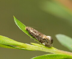 Euthictis marmaraspis