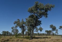 Eucalyptus melanophloia