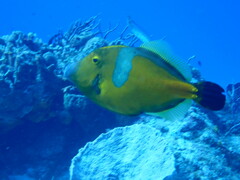 Cantherhines macrocerus