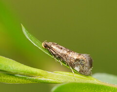 Euthictis marmaraspis