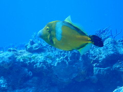 Cantherhines macrocerus