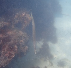 Aulostomus maculatus