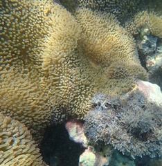 Stichodactyla helianthus