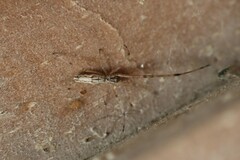 Tetragnatha laboriosa