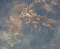 Millepora complanata