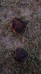 Calvatia cyathiformis