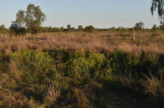 Senecio brigalowensis