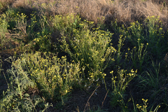Senecio brigalowensis