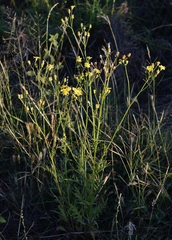 Senecio brigalowensis