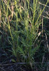 Senecio brigalowensis