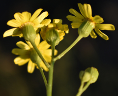 Senecio brigalowensis