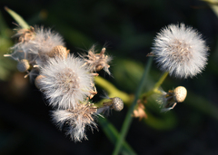 Senecio brigalowensis