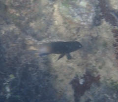 Stegastes partitus