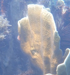 Millepora complanata