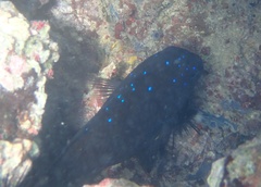 Microspathodon chrysurus