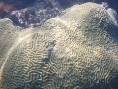 Pseudodiploria clivosa