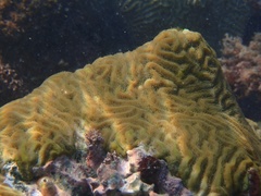 Pseudodiploria clivosa