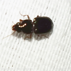 Carabidae