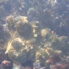 Pseudodiploria clivosa