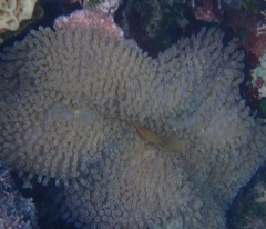 Stichodactyla helianthus