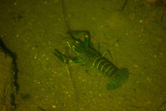 Cherax quadricarinatus