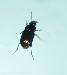 Carabidae