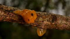 Tremella