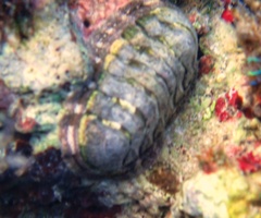 Chiton viridis
