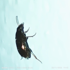 Carabidae