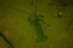 Cherax quadricarinatus