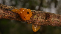 Tremella