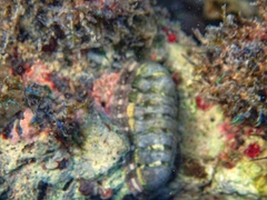 Chiton viridis