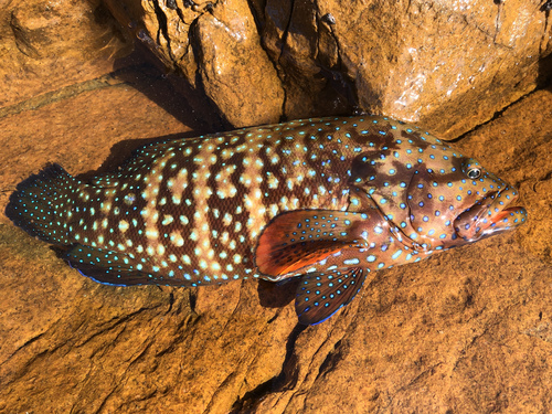 Bluespot cod (Cephalopholis cyanostigma) — Serranidae — 2
