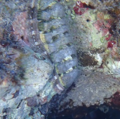 Chiton viridis