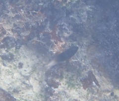Stegastes partitus