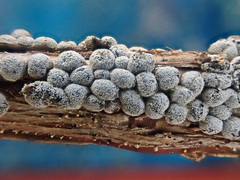 Polyschismium chailletii