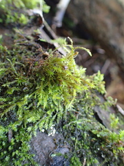 Pulvigera lyellii