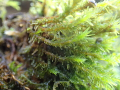 Pulvigera lyellii