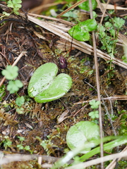 Corybas macranthus