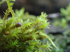 Pulvigera lyellii