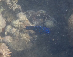 Microspathodon chrysurus