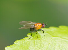 Sapromyza sciomyzina