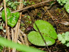 Corybas macranthus