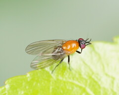 Sapromyza sciomyzina